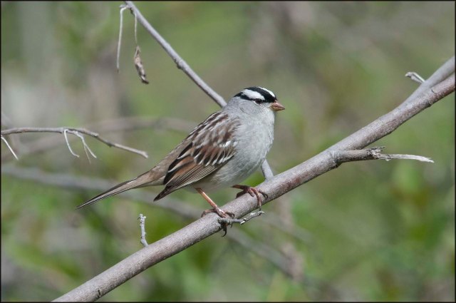 WhiteCrownedSparrow2016