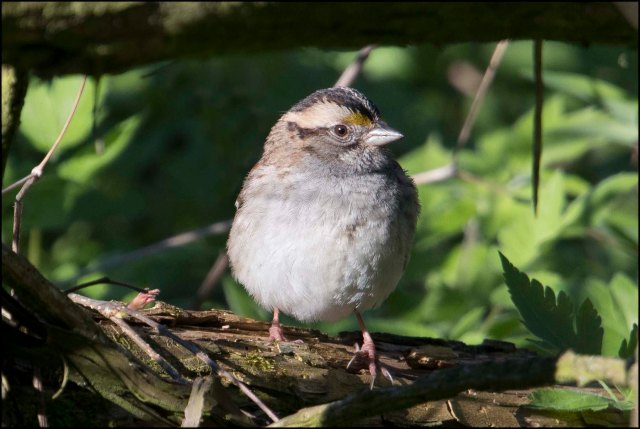 WhiteThroatedSparrow2016
