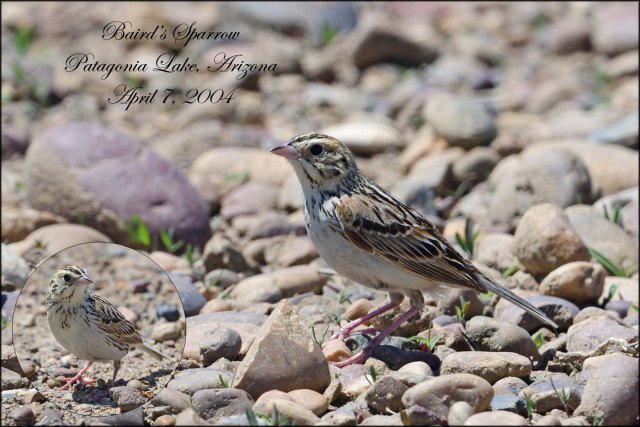 BairdsSparrow