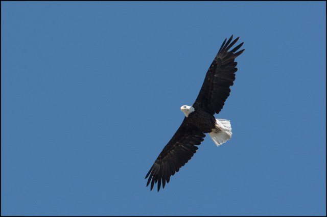 BaldEagle2016