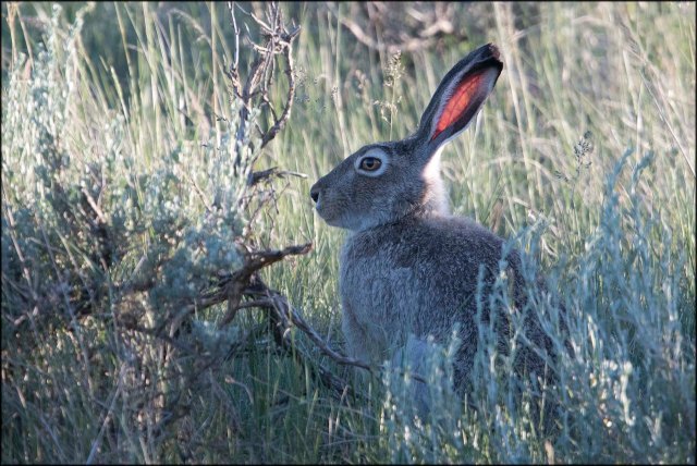 BlacktailedJackrabbit2016
