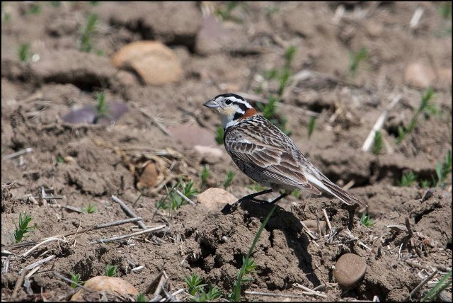 ChestnutcollaredLongspur2016C