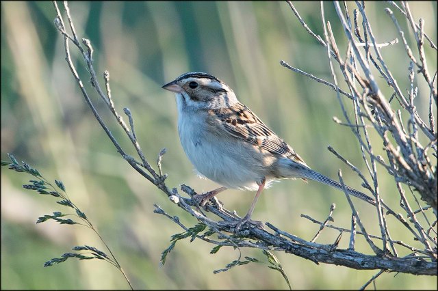 ClaycoloredSparrow2016