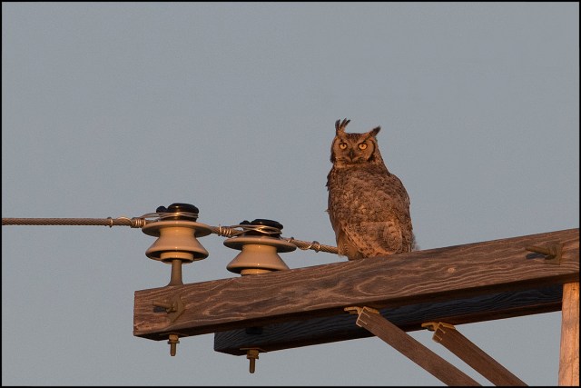 GHOwlInTheSunsetLight2016