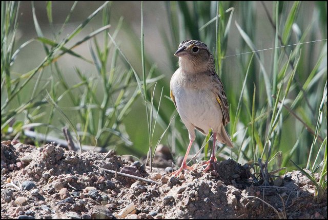 GrasshopperSparrow2016