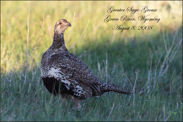 GreaterSage-Grouse