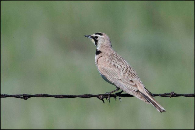 HornedLark2016
