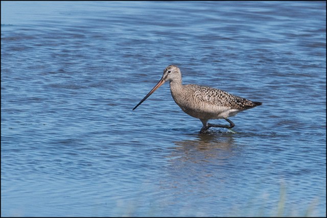 MarbledGodwit2016