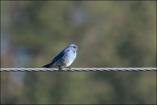 MountainBluebird2016