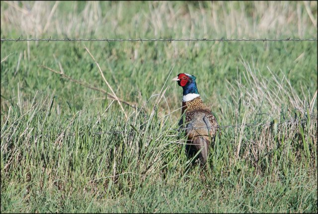 RingneckedPheasantB2016