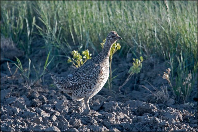 SharptailedGrouse2016