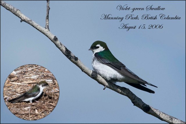 VioletGreenSwallow