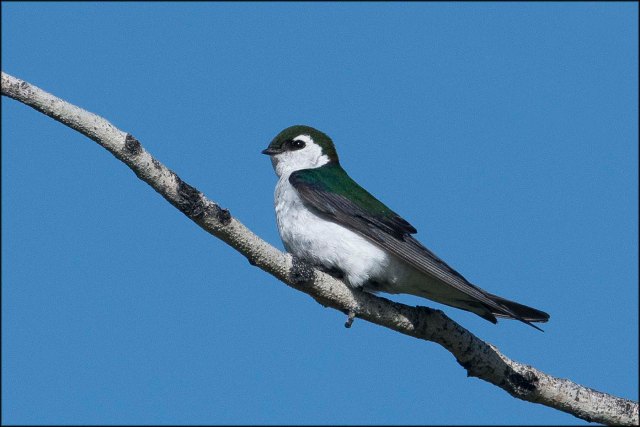 VioletGreenSwallow2016