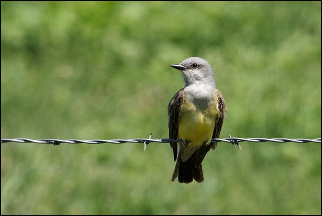 WesternKingbird2016MW