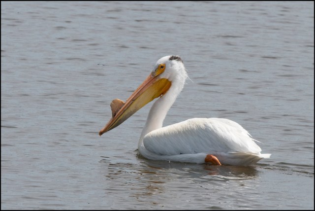 WhitePelican2016