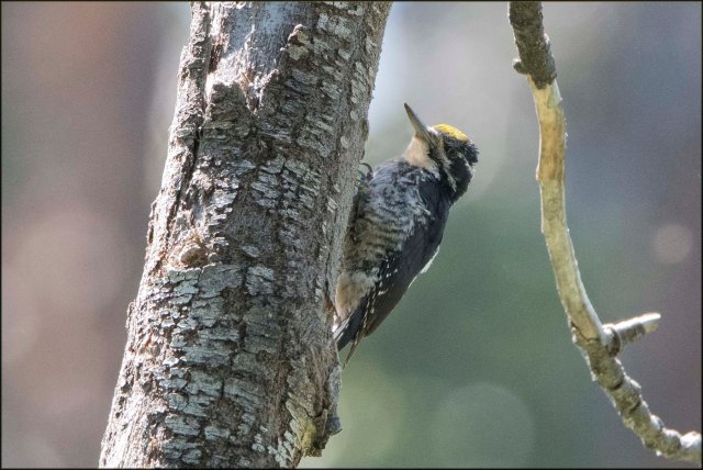 AmericanThree-toedWoodpecker