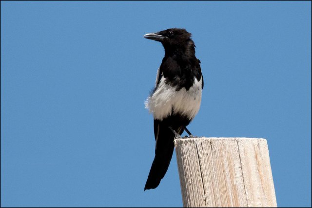 BlackbilledMagpie2016