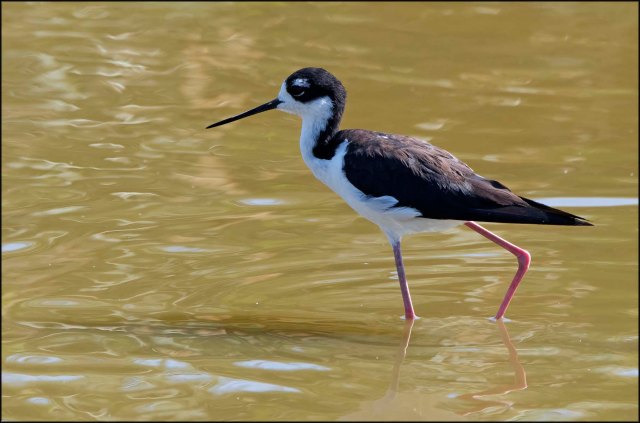 BlackneckedStilt2016