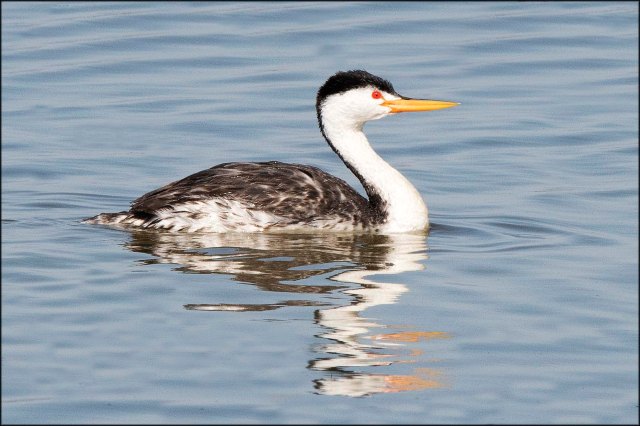 ClarkesGrebe2016D