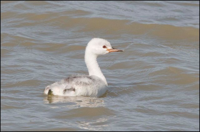 ClarkesGrebeJuvenile2016