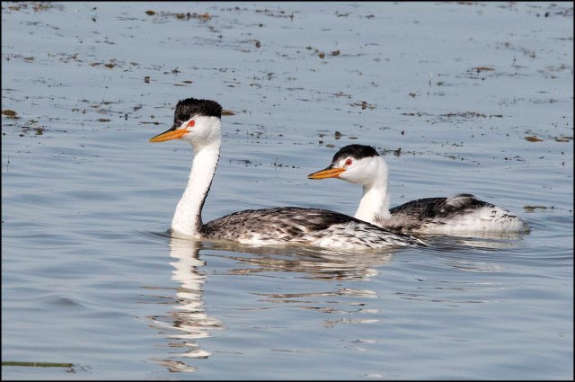 ClarkesGrebewithJuvenile2016