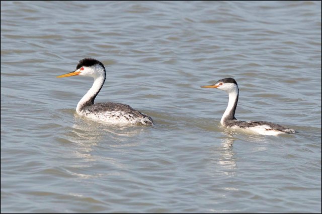 ClarkesGrebewithJuvenile2016B