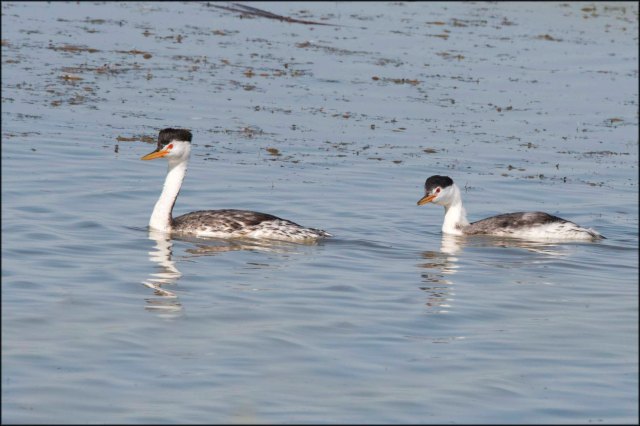 ClarkesGrebewithJuvenile2016C