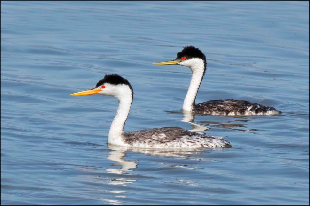 ClarksvsWesternCompare2