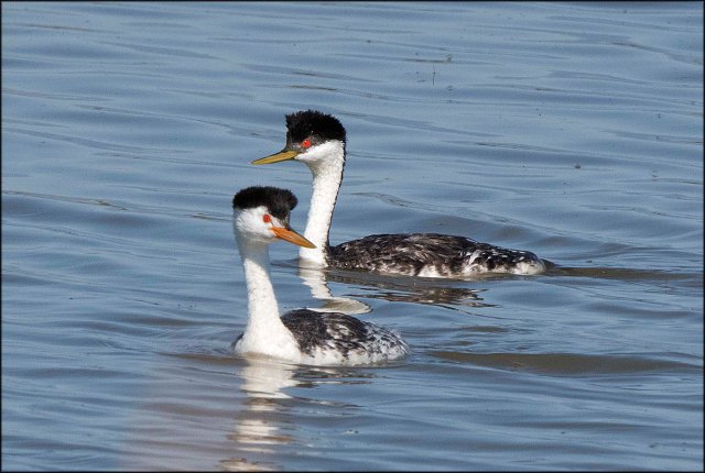 ClarksvsWesternCompareB