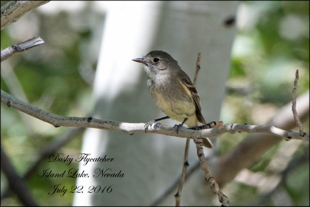 DuskyFlycatcher