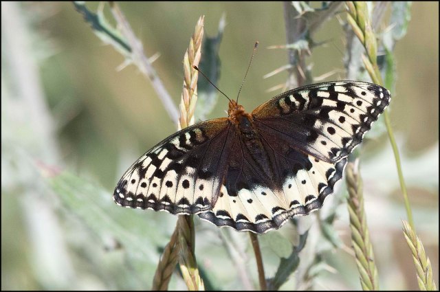 Female Great Spangled Fritillary2016