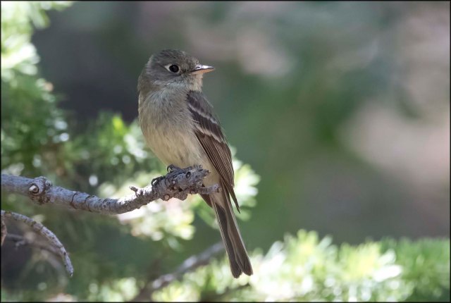 FlycatcherNevada2016B