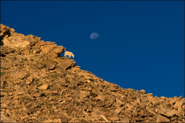 GoatintheMoonlight