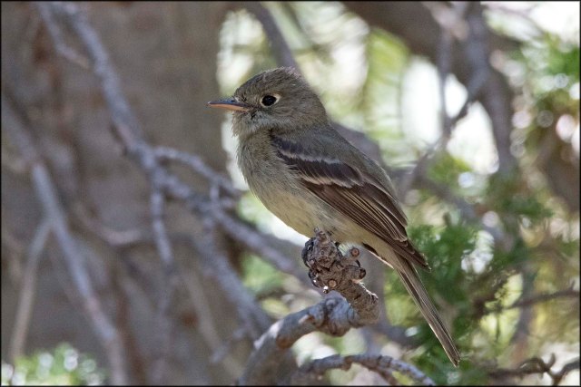 GrayFlycatcher2016