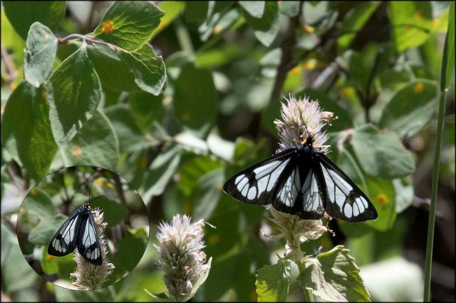 GreenLatticeMoth2016