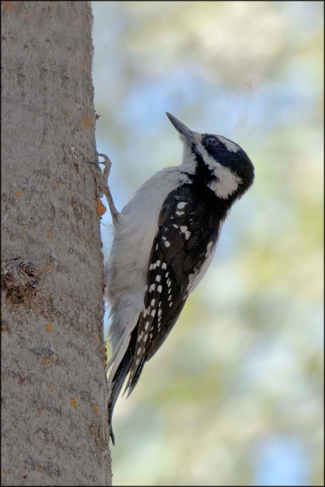 HairyWoodpecker2016