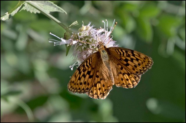 Male Great Spangled Fritillary2016