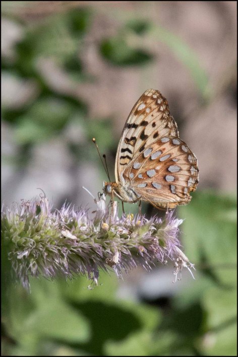 Male Great Spangled Fritillary2016B