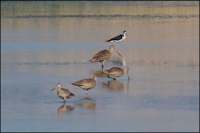 MarbledGodwits2016B