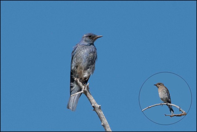 MountainBluebird2016