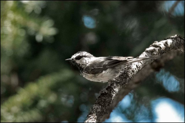 MountainChickadee2016