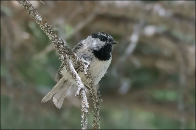 MountainChickadee2016C