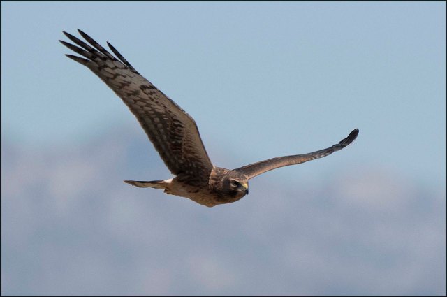 NorthernHarrier2016D