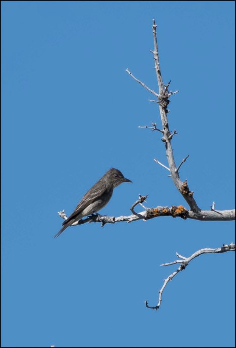 OliveSidedFlycatcher2016