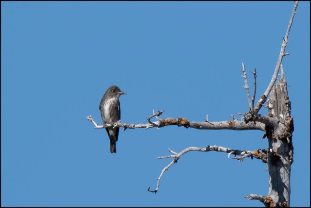 OliveSidedFlycatcher2016B