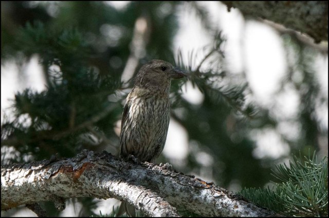 RedCrossbill2016