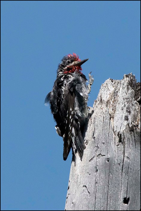 RednapedSapsucker2016