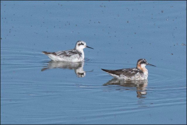 RedNeckedPhalaropeAdult