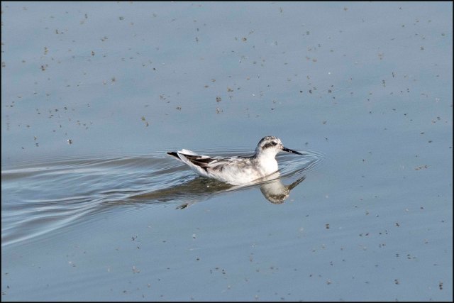 RedNeckedPhalaropeJuvenile