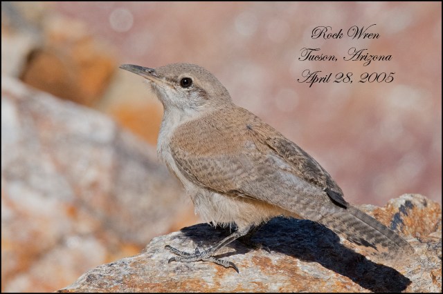 RockWren